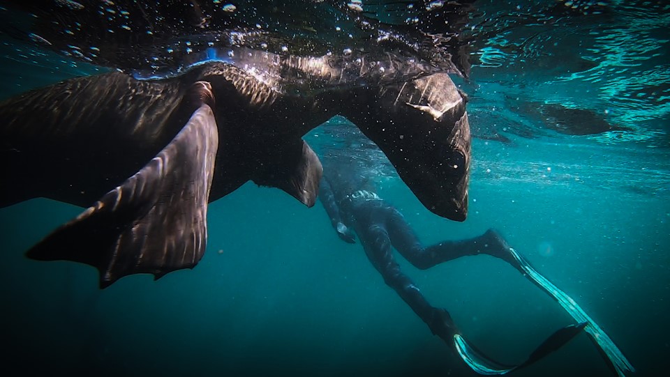 City Beasts Josh Crickmay seal in water