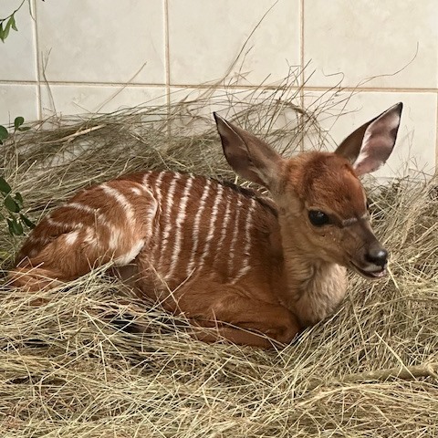 baby antelope