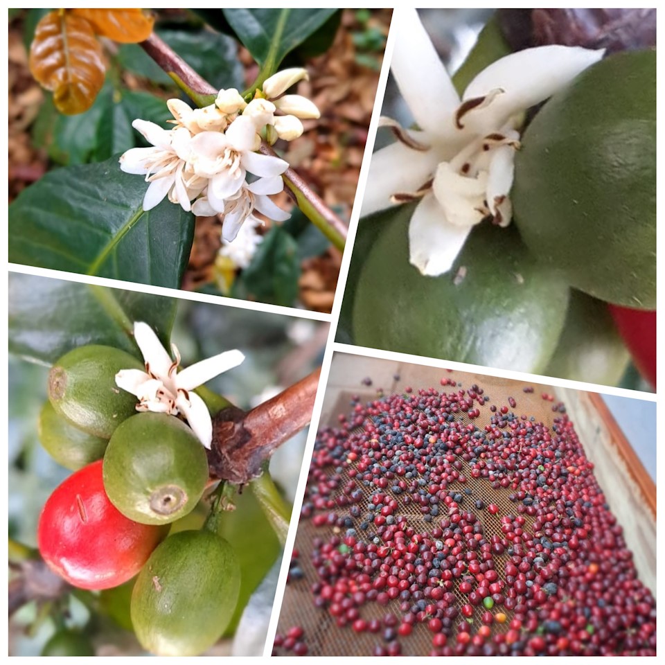 coffee cherries in winterskloof