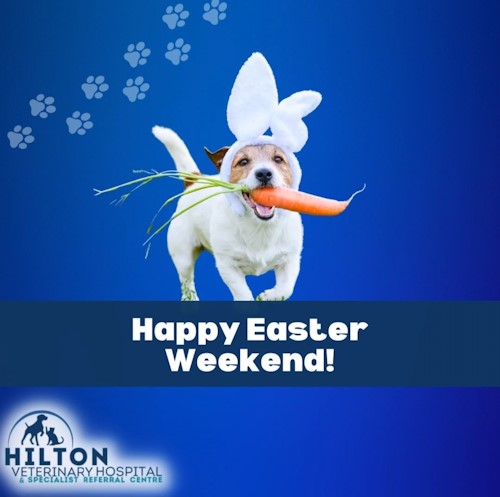 easter and your dogs