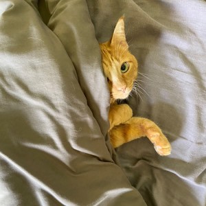 golden oldie july at umgeni vet hilton