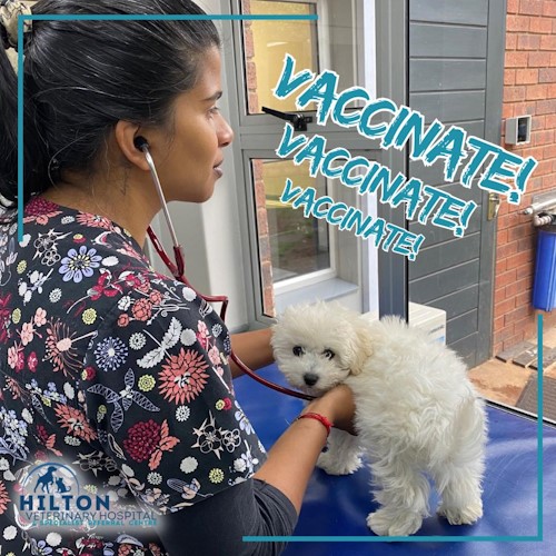 hilon vet vaccinate for rabies