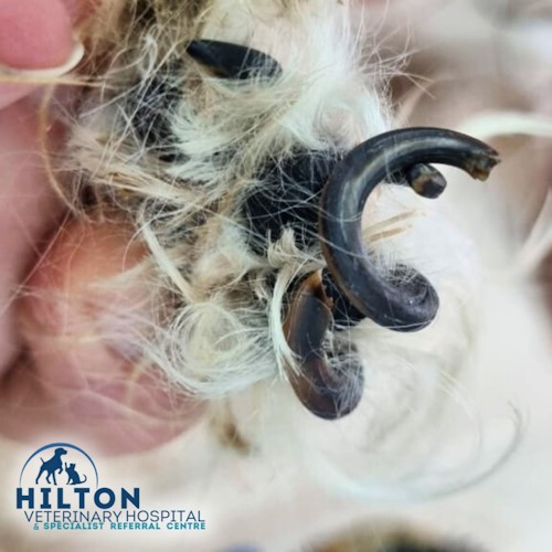 hilton vet dog nails