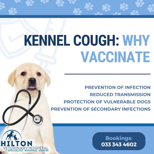 hilton vet kennel cough vaccination reminder