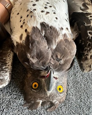 martial eagle
