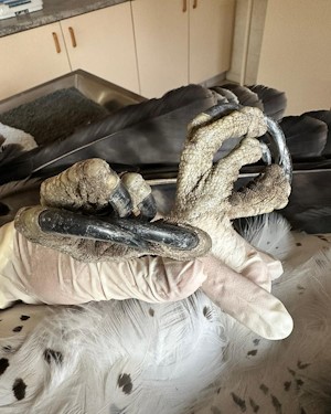 martial eagle talon size