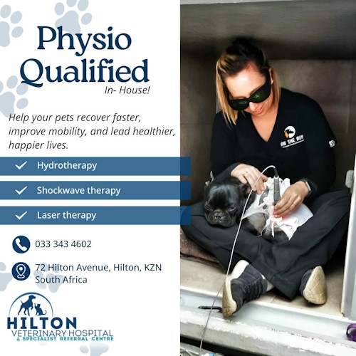 pet physio hilton