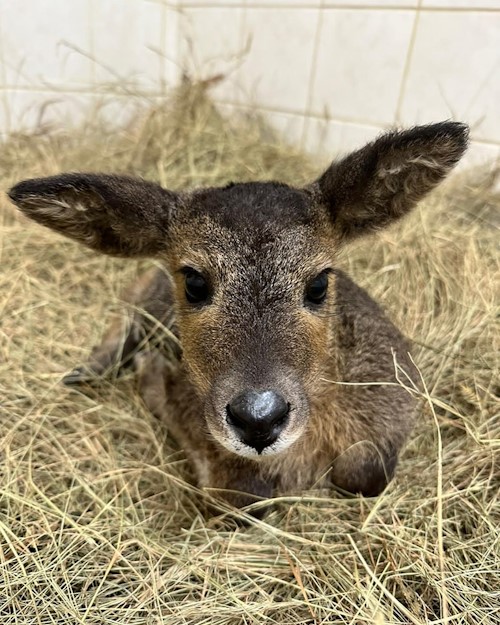 reedbuck lamb removed from cot