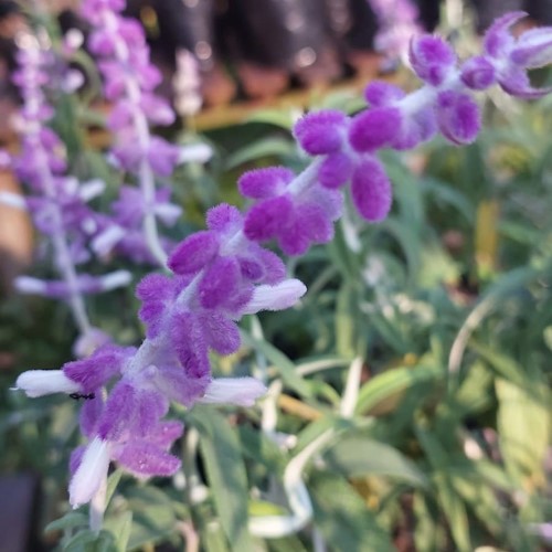 salvia tanglweood hilton kzn