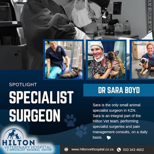 specialist animal surgeon hilton kzn
