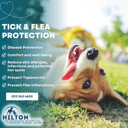 tick flea protection from hilton vet