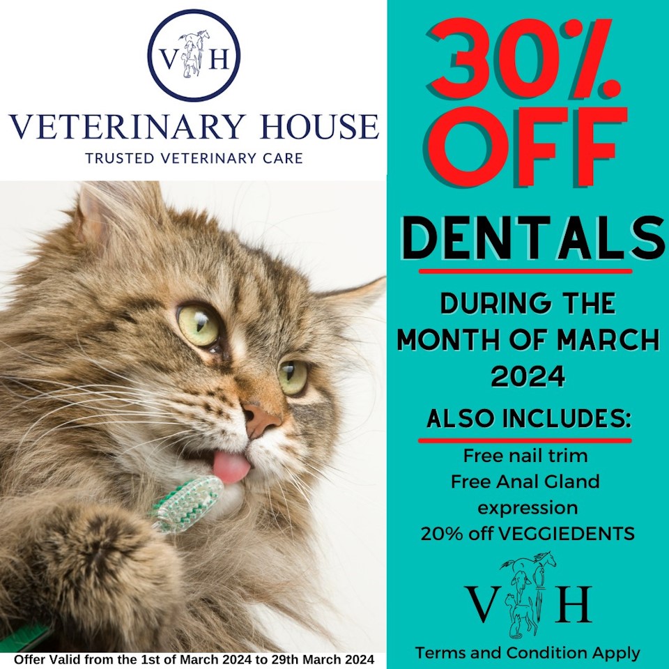 umgeni vet clinic hilton march 2024 dental deal