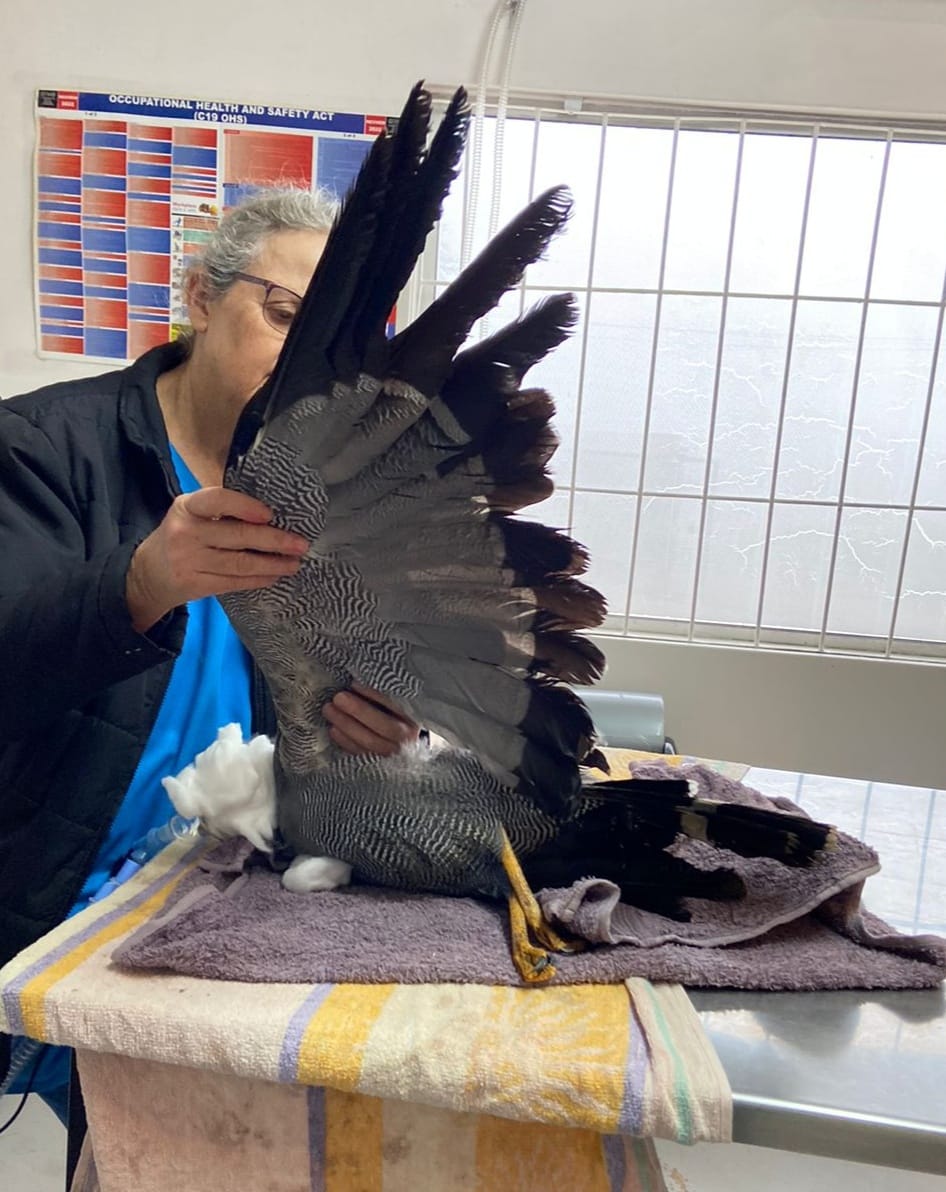 umgeni vet hilton may 2