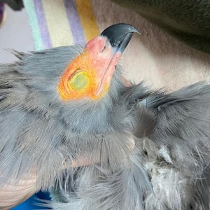 umgeni vet hitlon may 2024