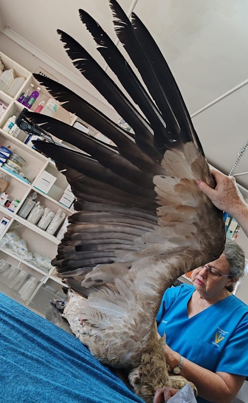 umngeni vet vulture