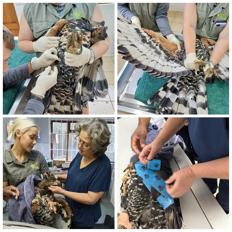 crowned eagle at freeme