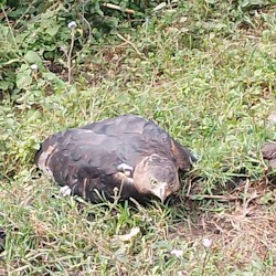 crowned eagle in distress