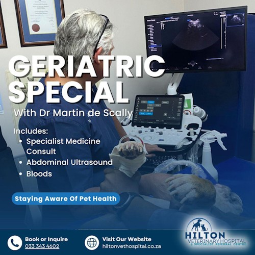 geriatric special hilton vet hospital
