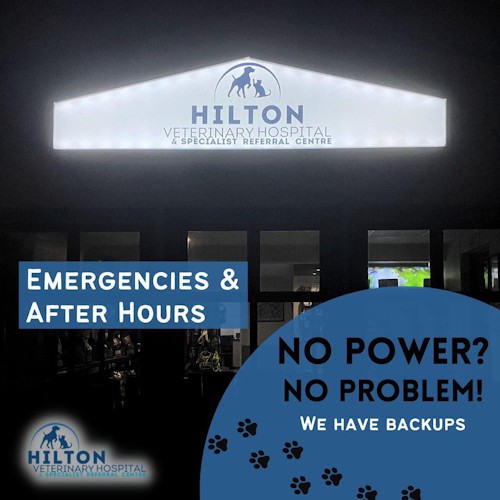 hilton vet hospital jan 2025