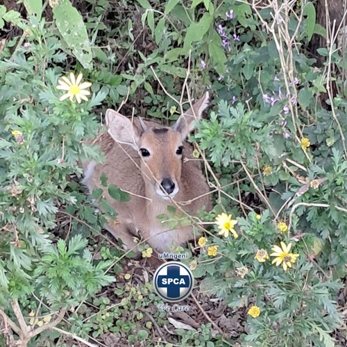 reedbuck rescue umngeni spca