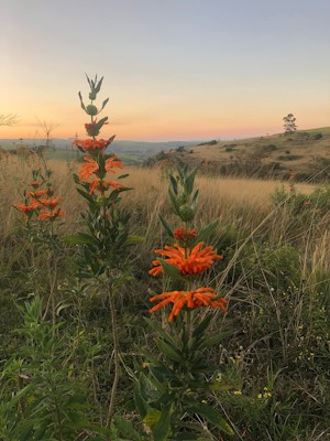 Rural KZN wild dagga pic supplied