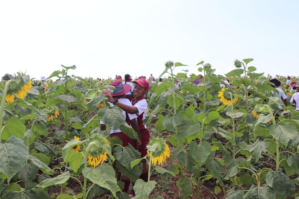 cowan house at sunflower farm