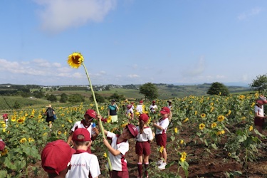 cowan house at sunflower farm 1