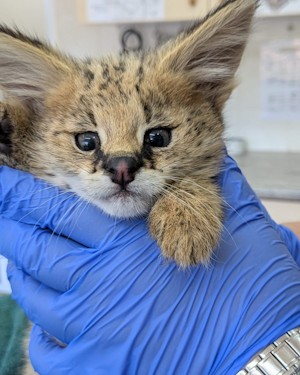 free me serval apr 2026 a