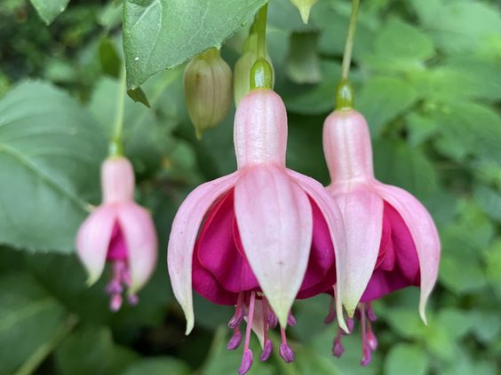 fuchsia