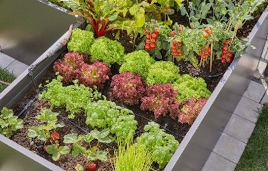 garden veg hilton