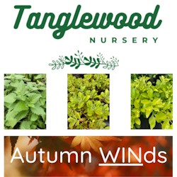 tanglewood nursery cover pic