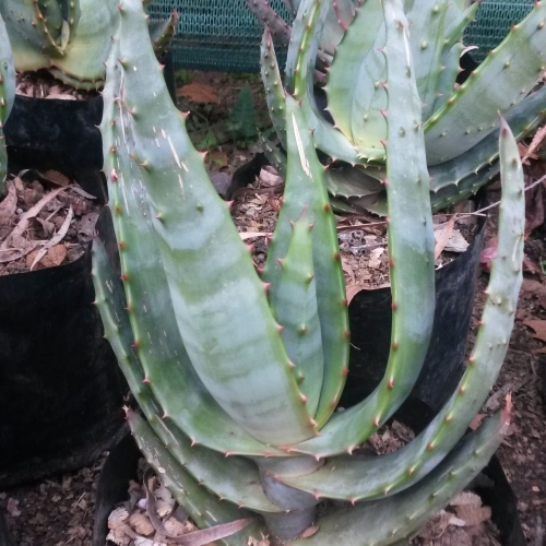 aloe copy
