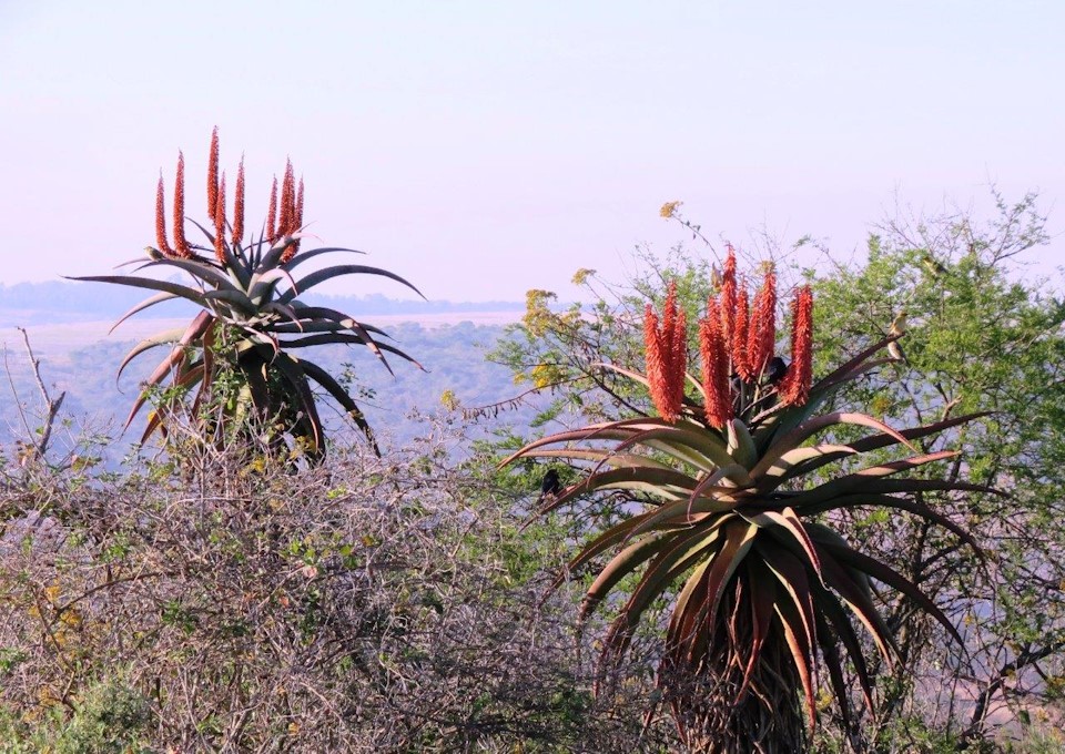 aloe fest 2023 hilton news