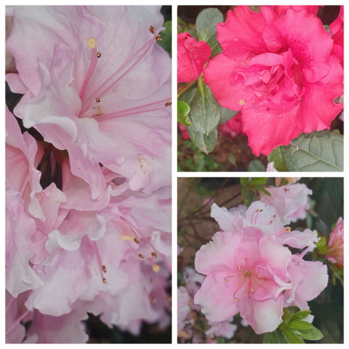 azalea tanglewood