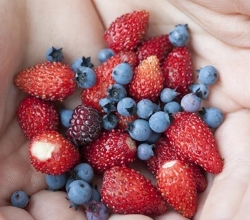 berries