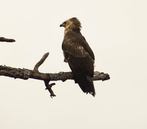 african crowned eagle