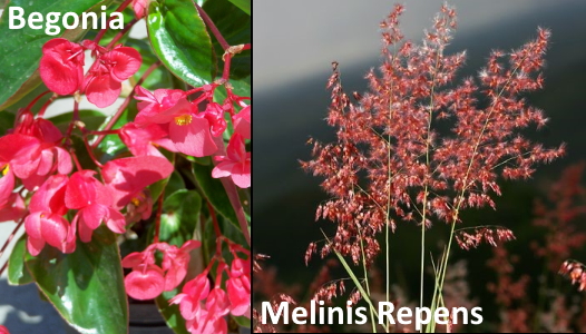 begonia may 2021