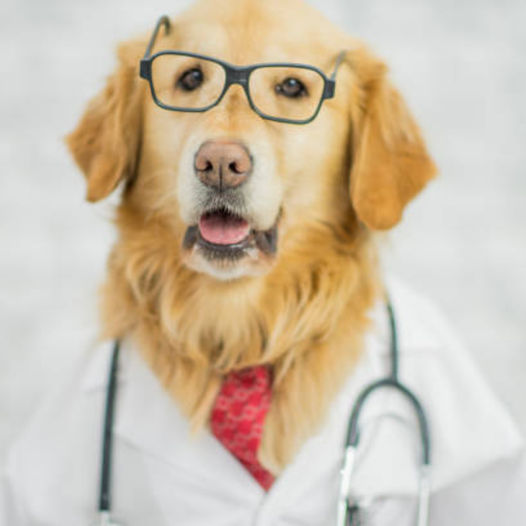 hilton vet