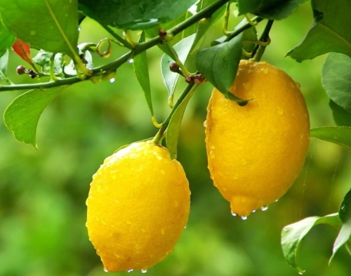 lisbon lemon2021