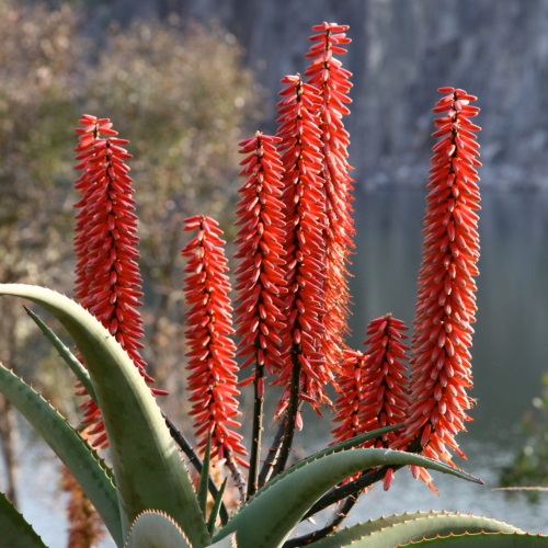 aloe hilton quarry