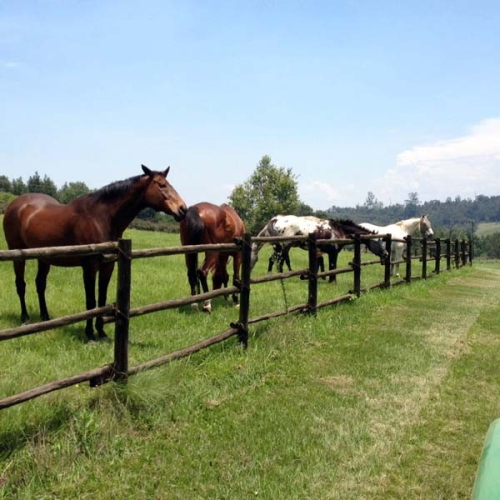 everglades stud hilton livery
