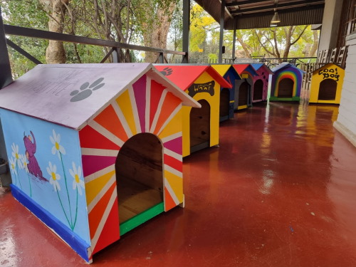 funda nenja kennels kzn