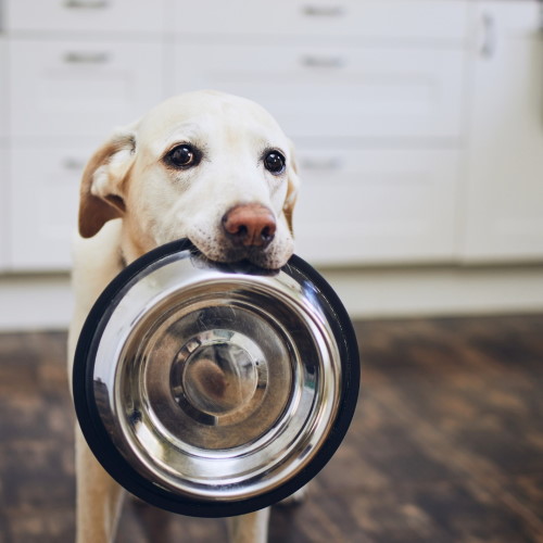 pet food labels