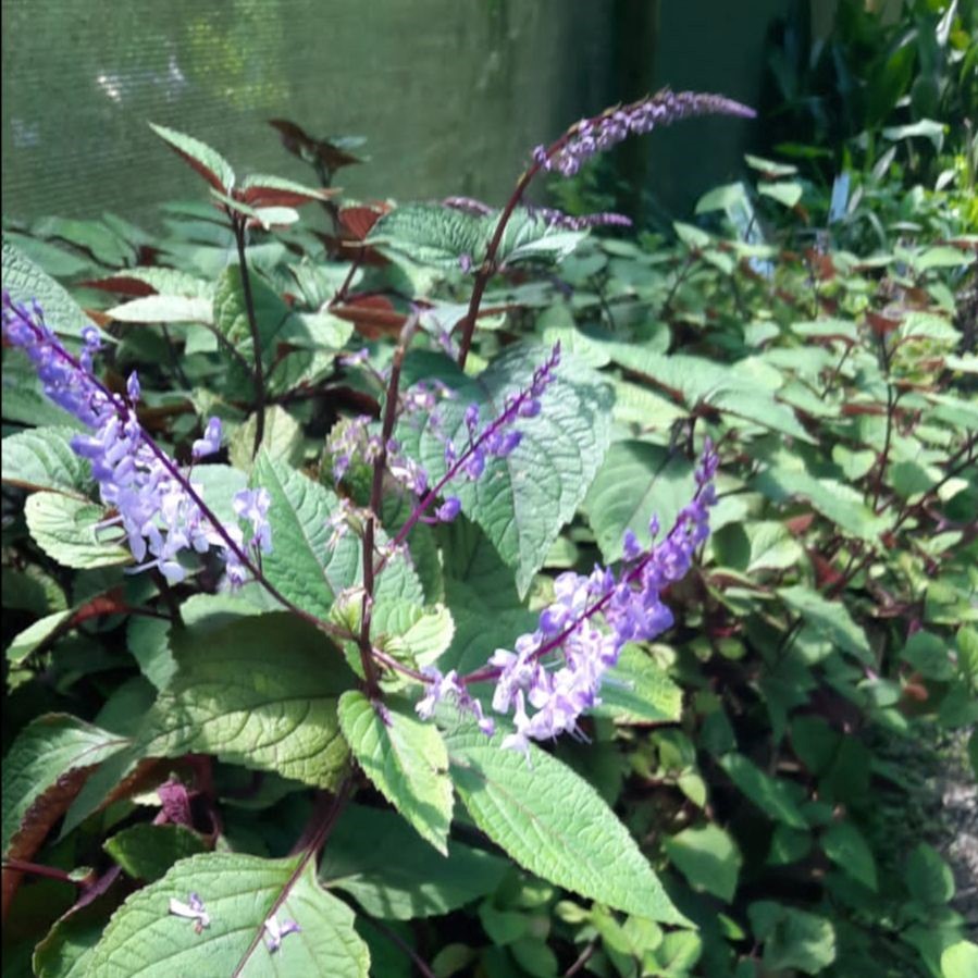 plectranthus tanglewood nursery march 22