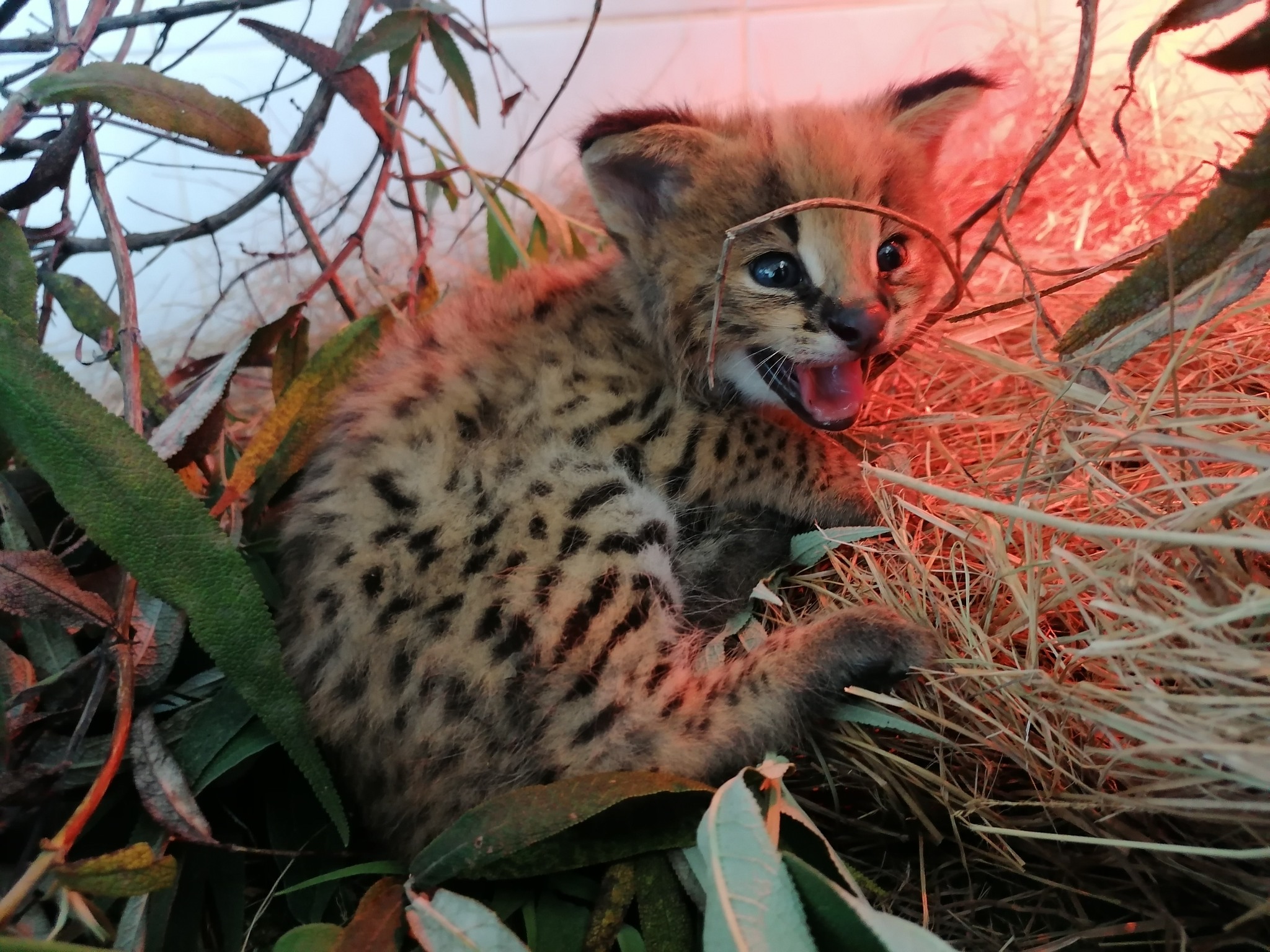 serval calling