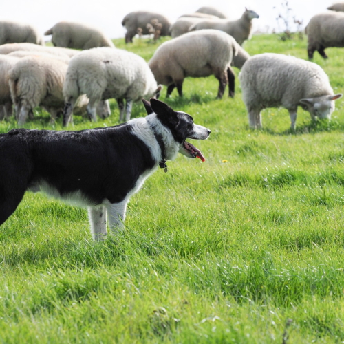 sheep dog hilton vet hospital