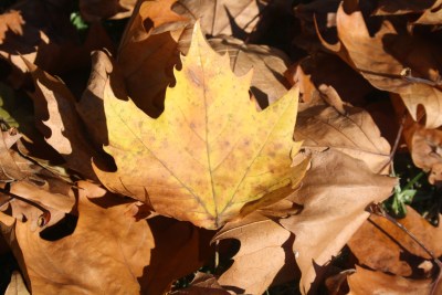 Autumn poem