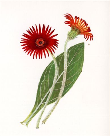 Hilton_daisy_logo_for_Worlds_View_Conservancy