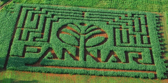 Maze