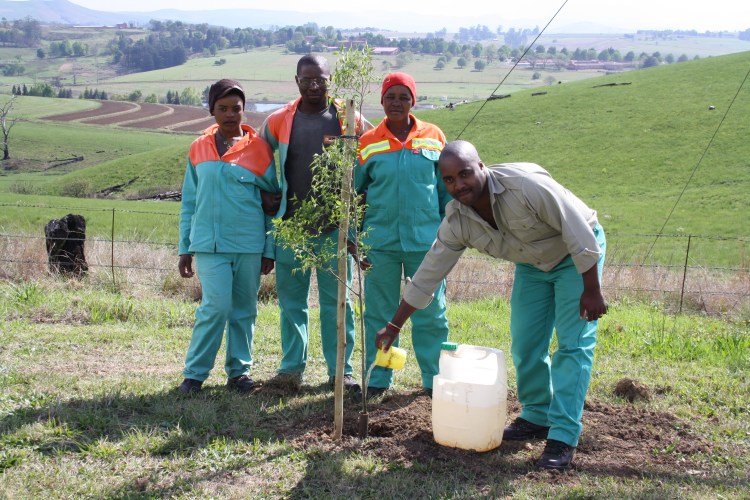 MondiTreeWatering
